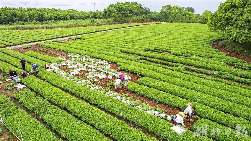 横山苗圃交通最新动态